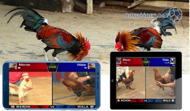 Cá cược đá gà - Trò chơi mở ra cơ hội giải trí cực kỳ thú vị