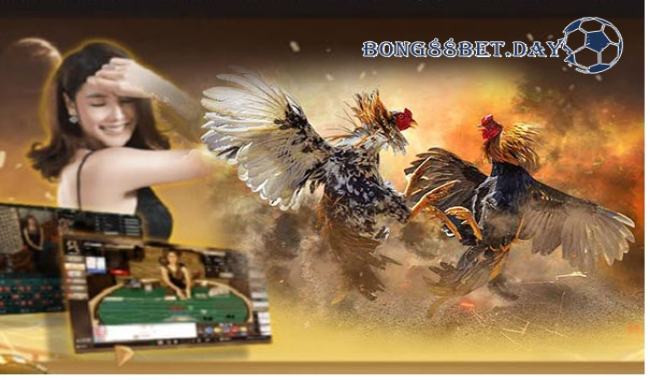 Cá cược đá gà - Trò chơi mở ra cơ hội giải trí cực kỳ thú vị