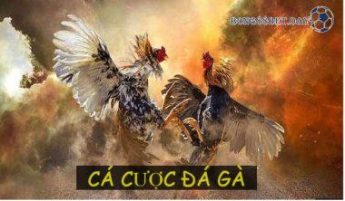 Cá cược đá gà - Trò chơi mở ra cơ hội giải trí cực kỳ thú vị