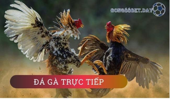 Cá cược đá gà - Trò chơi mở ra cơ hội giải trí cực kỳ thú vị