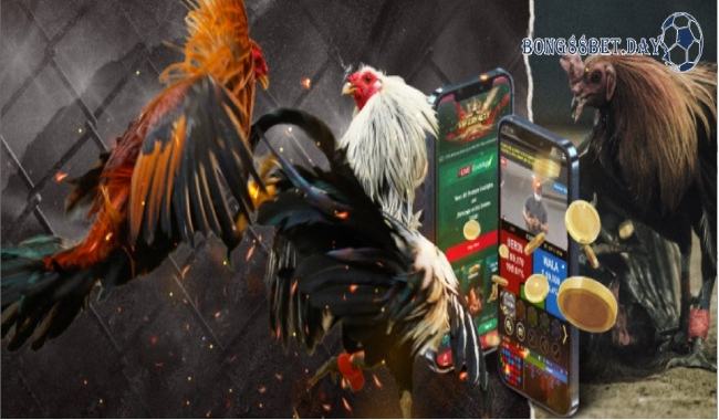 Đá gà Thomo và các thông tin về luật chơi chuyên nghiệp