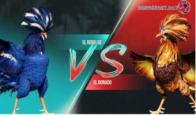 Đá gà Thomo và các thông tin về luật chơi chuyên nghiệp