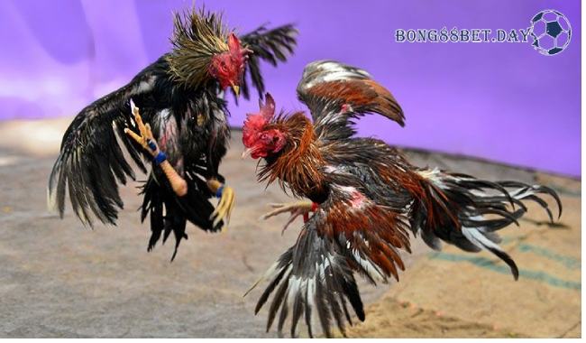 Đá gà khmer - Hình thức cá cược đá gà gây bão 2025 2 Đá gà khmer - Hình thức cá cược đá gà gây bão 2023