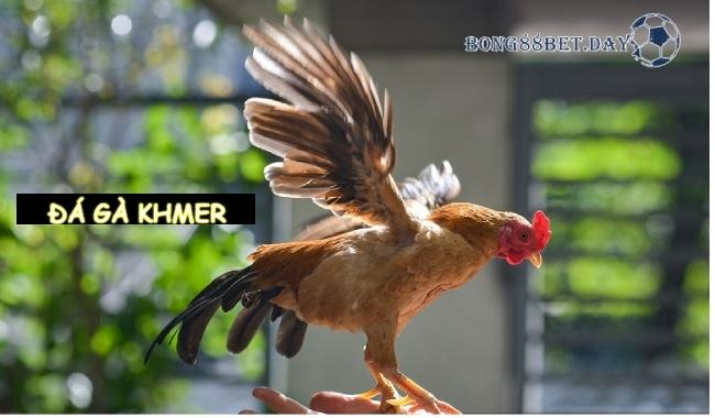 Đá gà khmer - Hình thức cá cược đá gà gây bão 2023