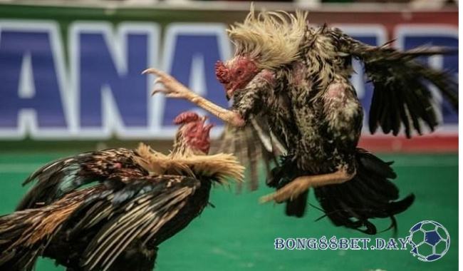 Đá gà khmer - Hình thức cá cược đá gà gây bão 2025 1 Đá gà khmer - Hình thức cá cược đá gà gây bão 2023